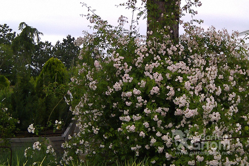 Rose: Himalayan Musk