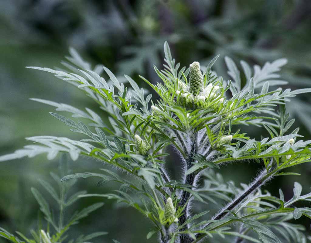 Allergiekraut Ambrosia (Ragweed) – Der Schrecken aus dem Vogelfutter