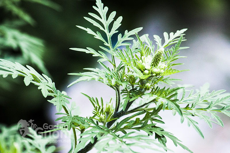 Ambrosia (Ragweed)