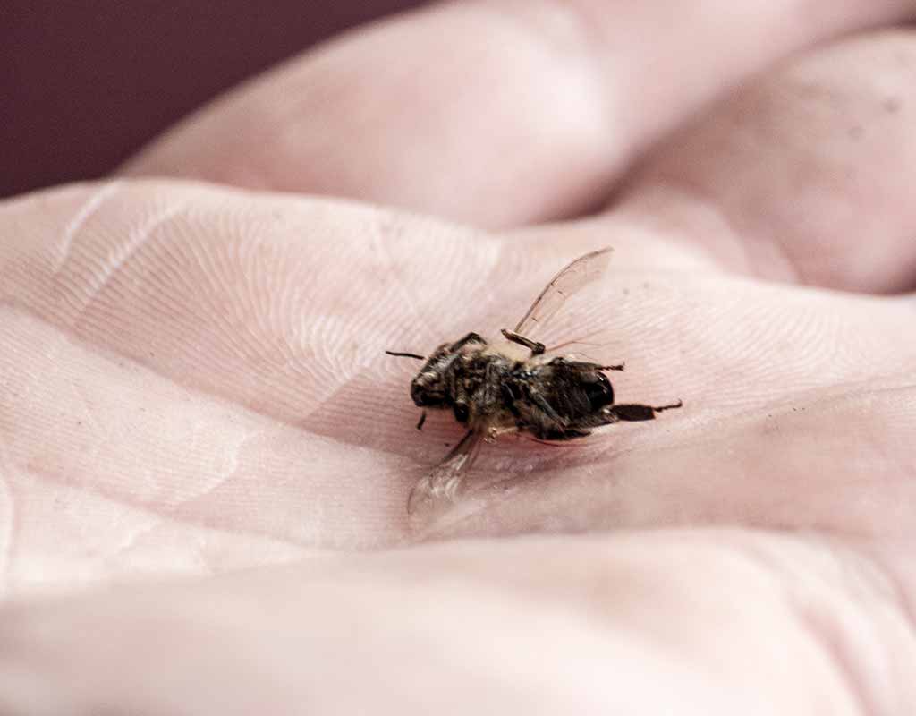 Bienensterben in Österreich