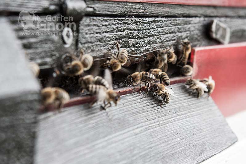 Bienen am Einflugschlitz eines Bienenstockes