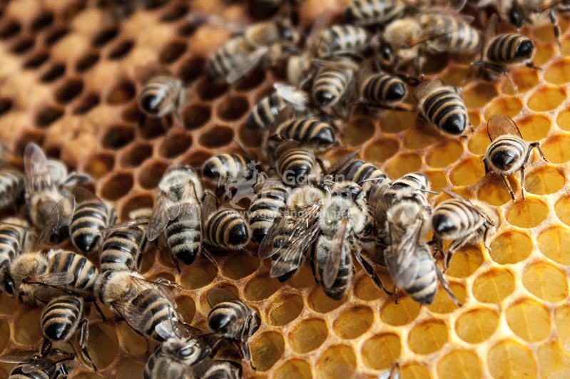 Waben im Bienenstock