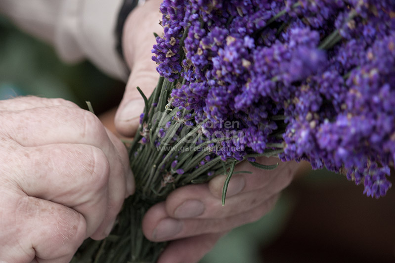 Lavendel zum Trocknen zusammenbinden