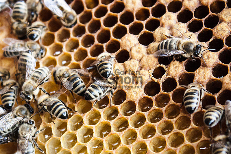 Arbeitsbienen im Stock