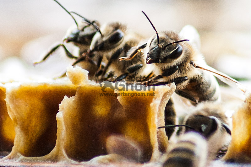 Baubienen beim Arbeiten im Stock.