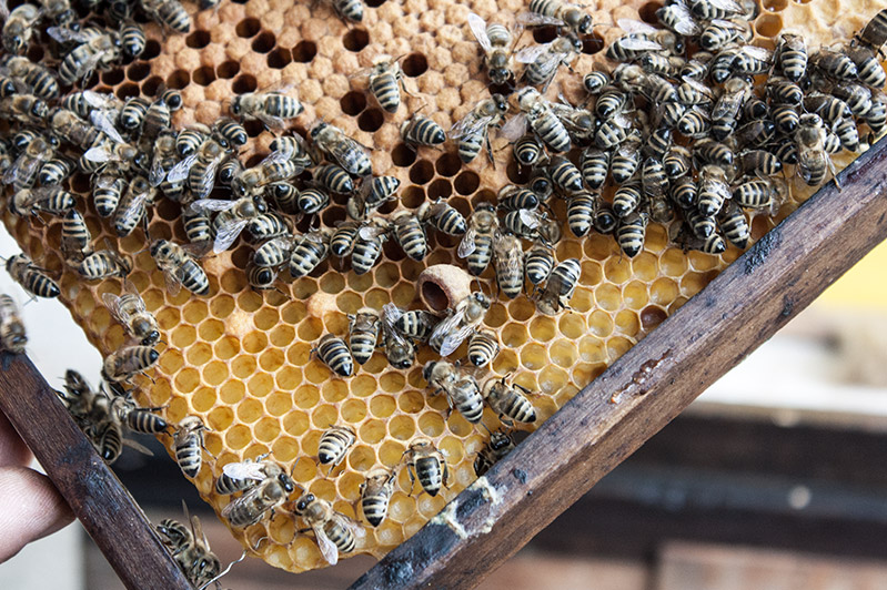 Bienen auf den Waben