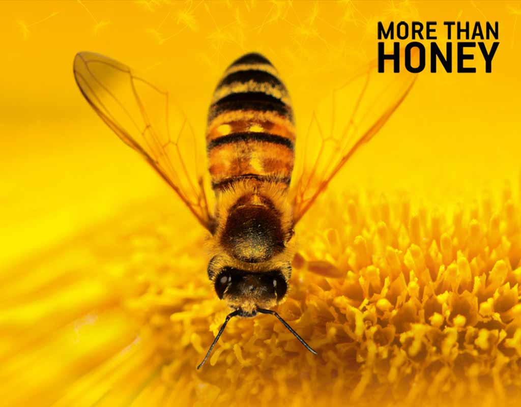 Filmrezension: „More Than Honey”