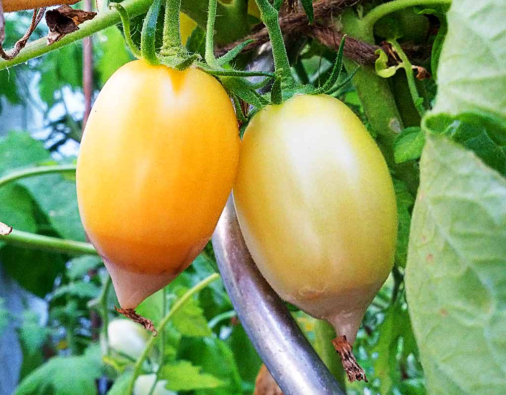 Blütenendfäule: Wenn die Tomate an der Spitze fault