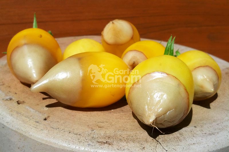 Blütenendfäule: Braune Fruchtspitzen an Tomaten.