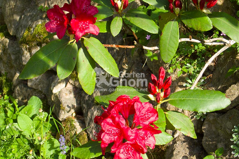 Roter Rhododendron