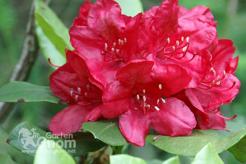 Roter Rhododendron