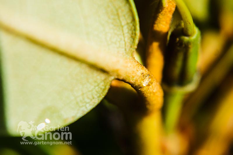 Nektarium des Rhododendron