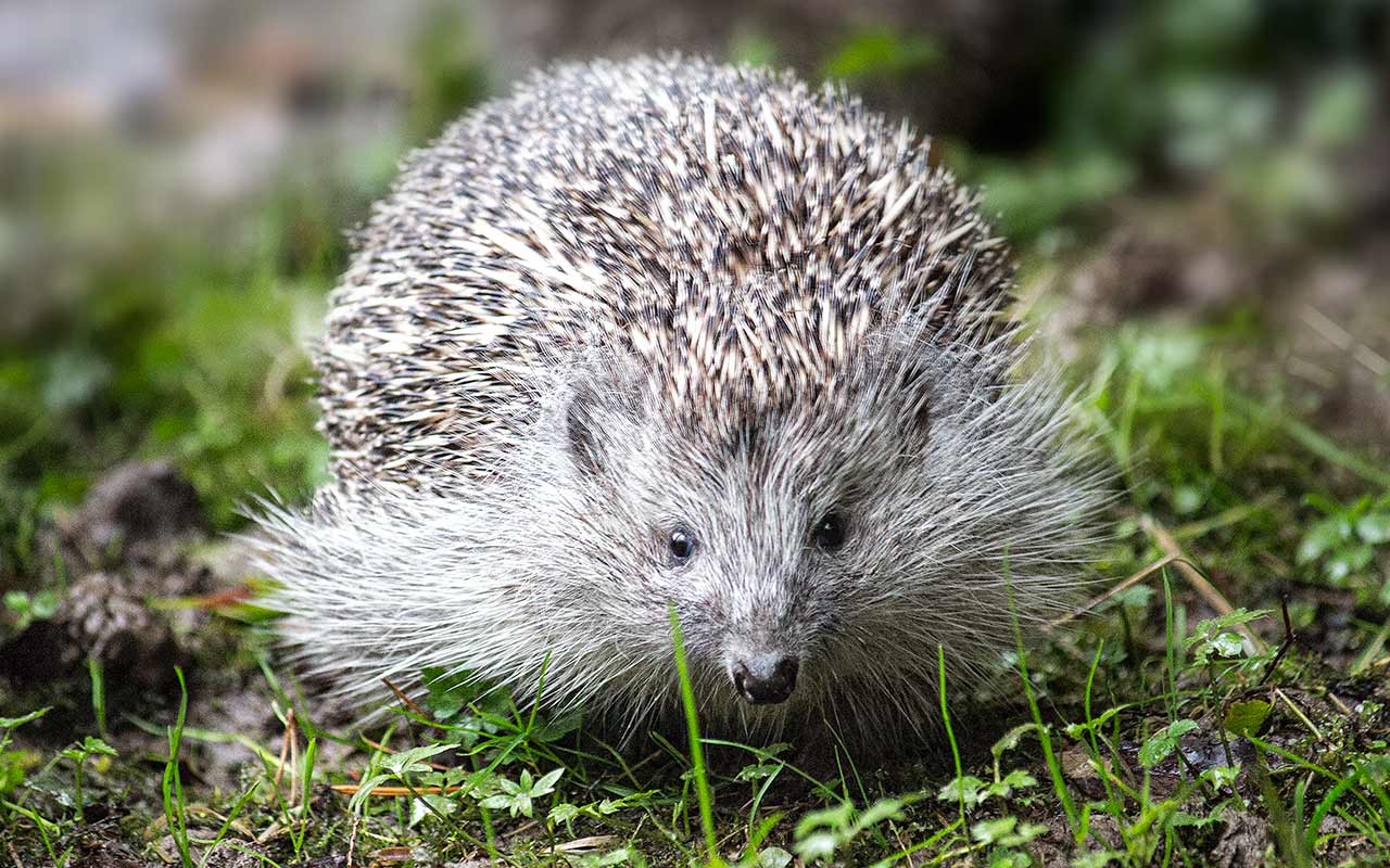 Igel – Kleine Fabeltiere in unserem Garten