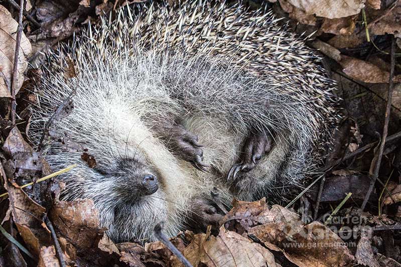 Igel beim Schlaf in seinem Überwinterungshäuschen.