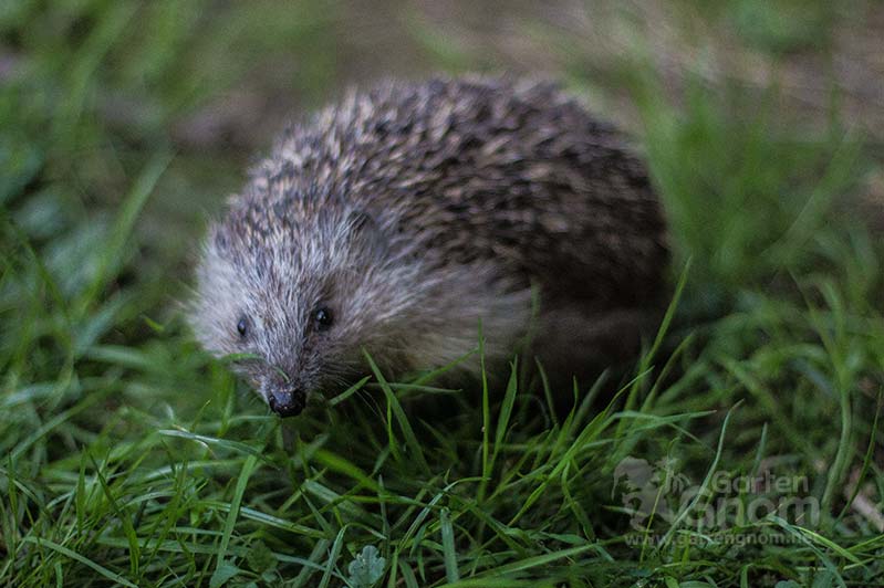 Igel bei der Wanderung durch die Gärten.