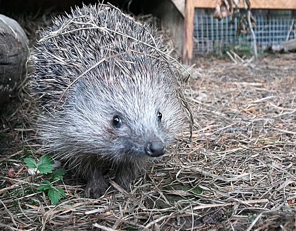 Igel-Auswilderungsvoliere im GartenGnom-Garten