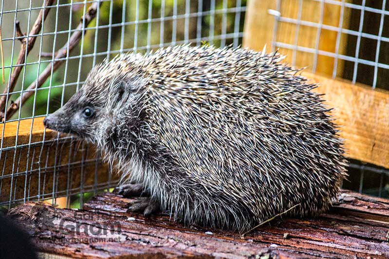 Ein Igel im Auswilderungsgehege.