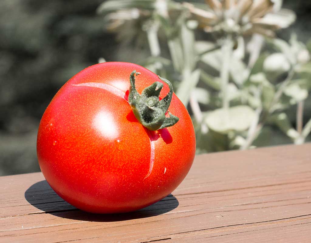 Warum platzen meine Paradeiser (Tomaten) auf?