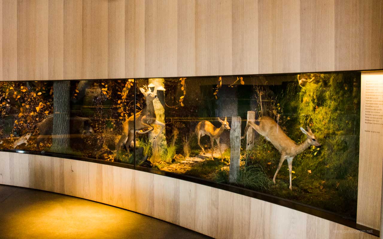 Wald-Diorama im Wälderhaus Hamburg.
