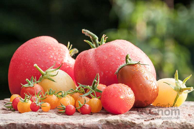 Tomaten existieren in den unterschiedlichsten Größen, Formen und Farben.