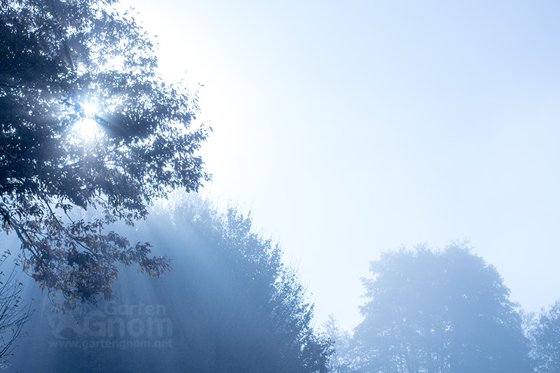 Nebel zwischen Bäumen