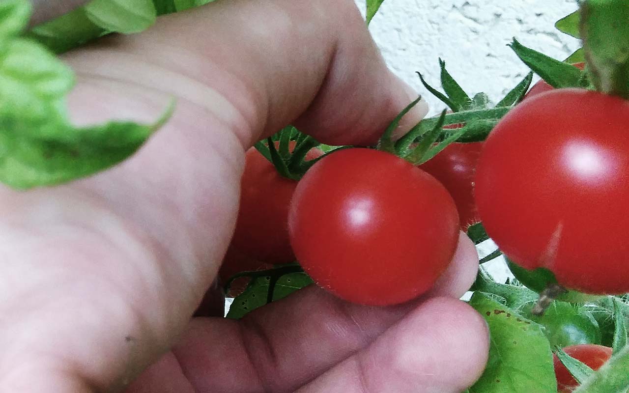 Tomaten (Paradeiser) richtig pflücken