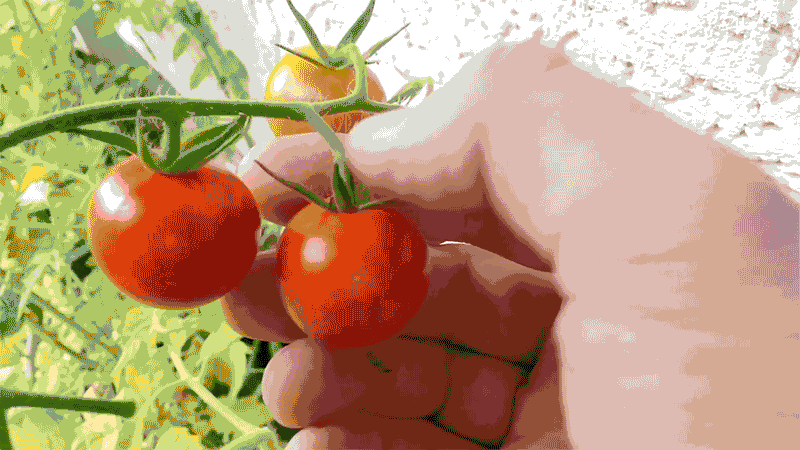 tomaten-ernten-002