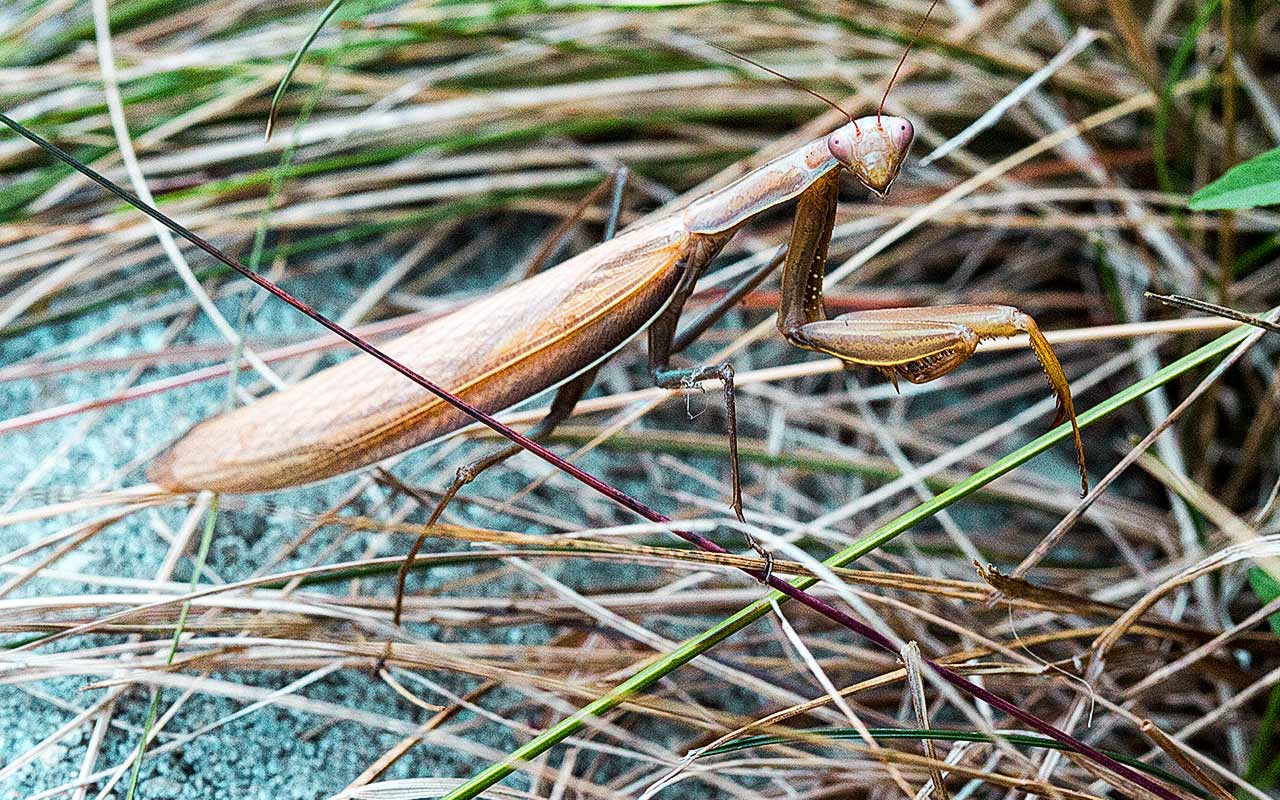 Eine Gottesanbeterin im Garten