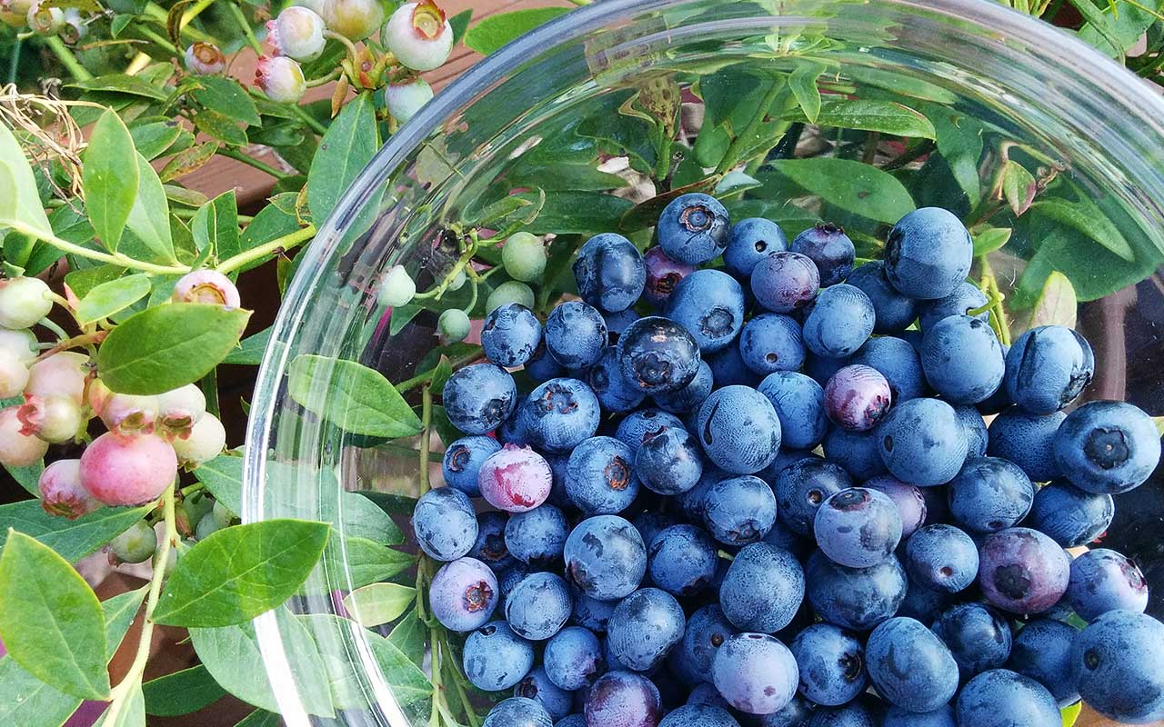 Saftige Heidelbeeren (Blaubeeren) im eigenen Garten pflanzen