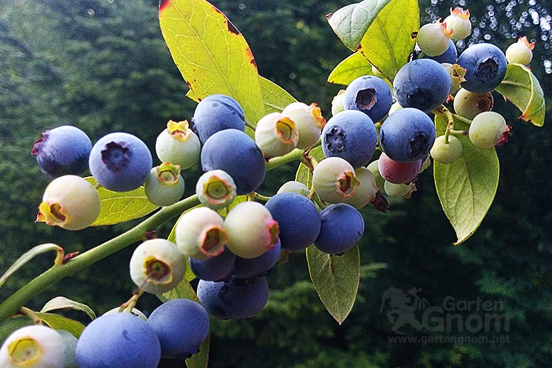 Amerikanische Kultur-Heidelbeeren sind bei Gärtnern sehr beliebt, da sie anspruchsloser sind, als ihre europäischen Verwandten.