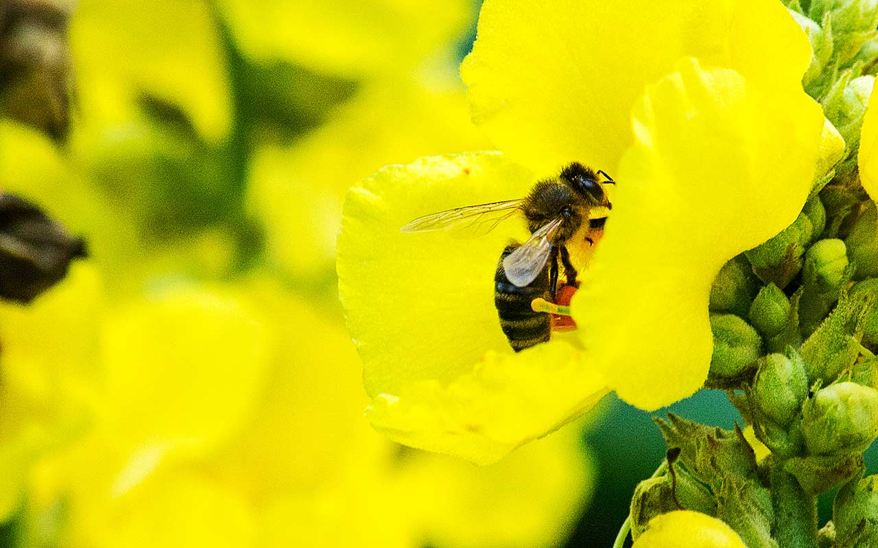 Der Bienenkalender der Bienenweiden