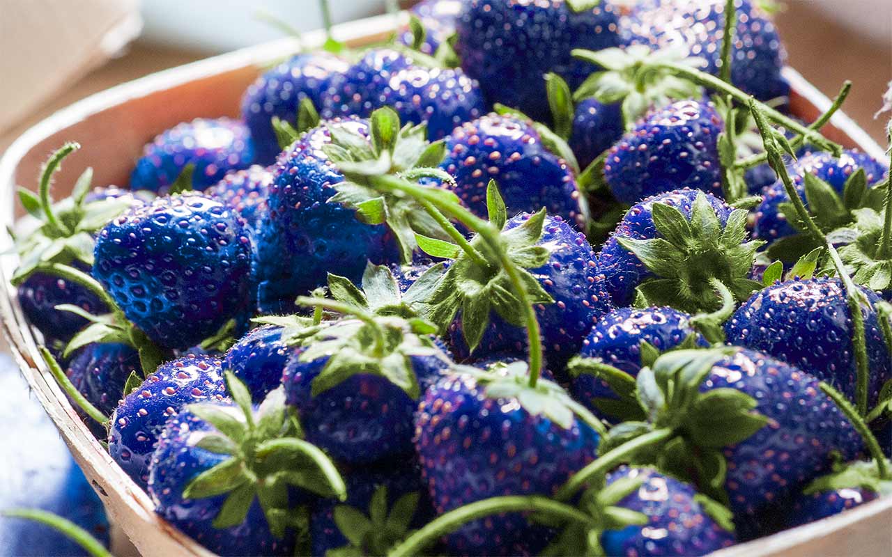 Gibt es tatsächlich blaue Erdbeeren?