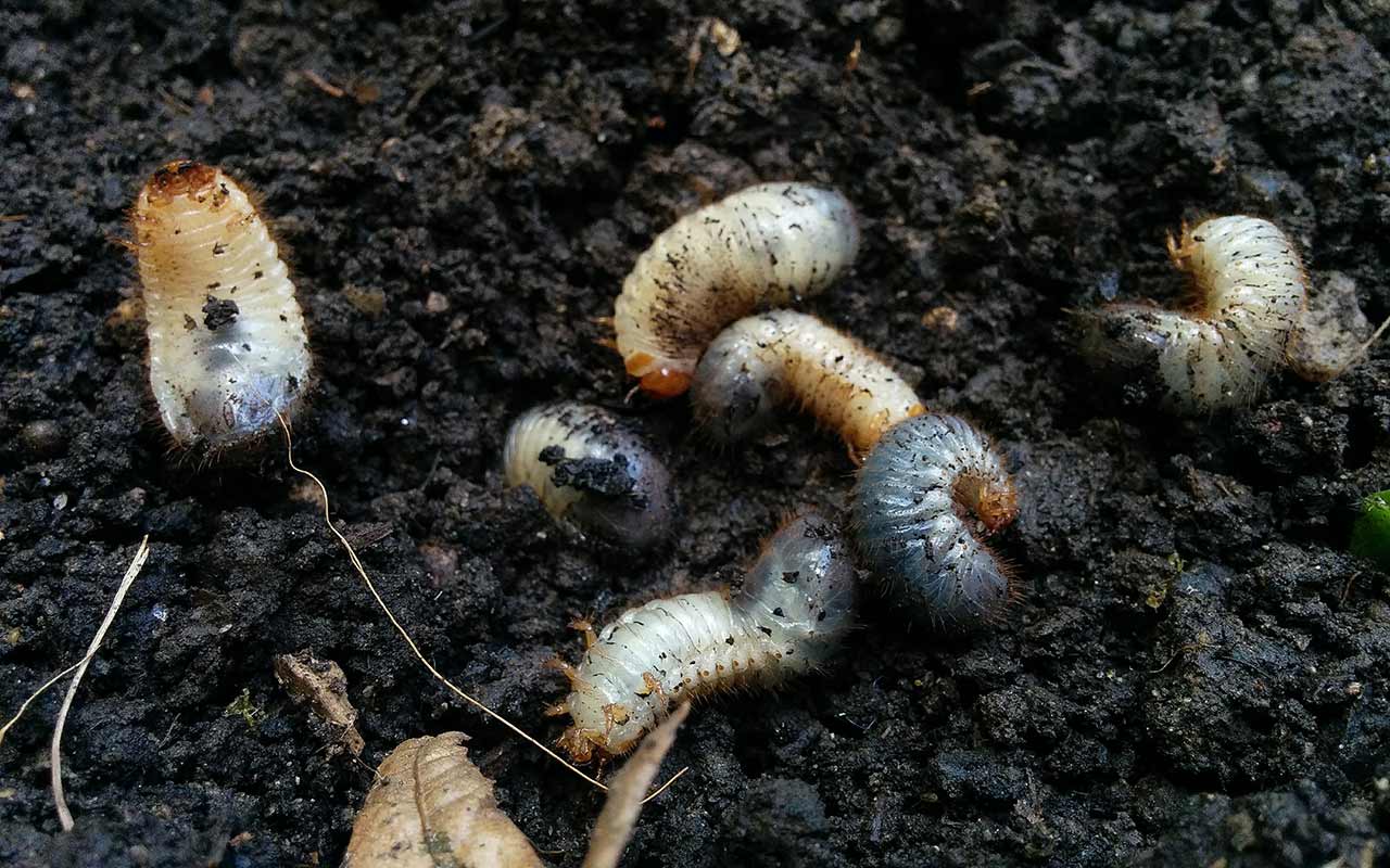 Larven in der Pflanzerde: Engerlinge von Rosenkäfer, Maikäfer oder Junikäfer?