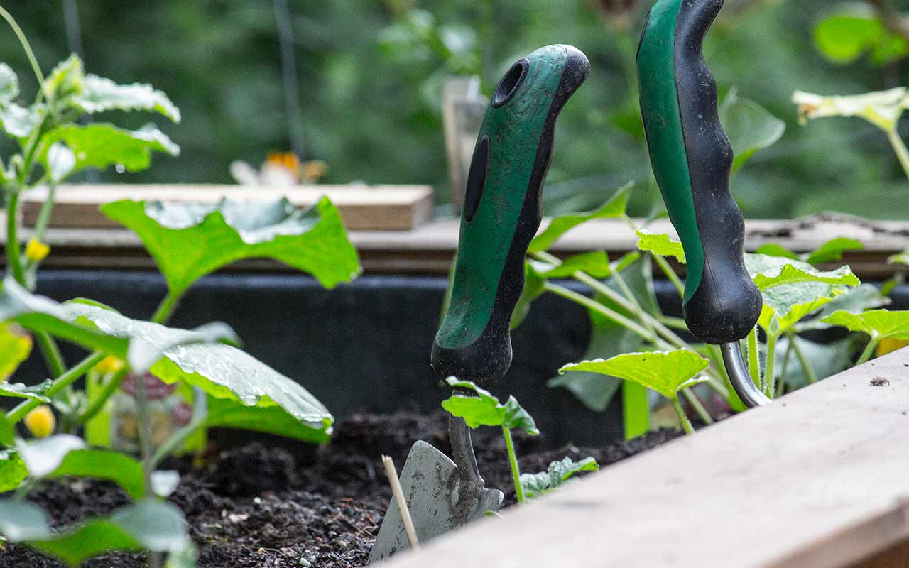 Gartenarbeiten im Juli