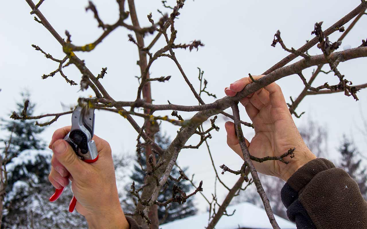 Sanfter Obstbaumschnitt