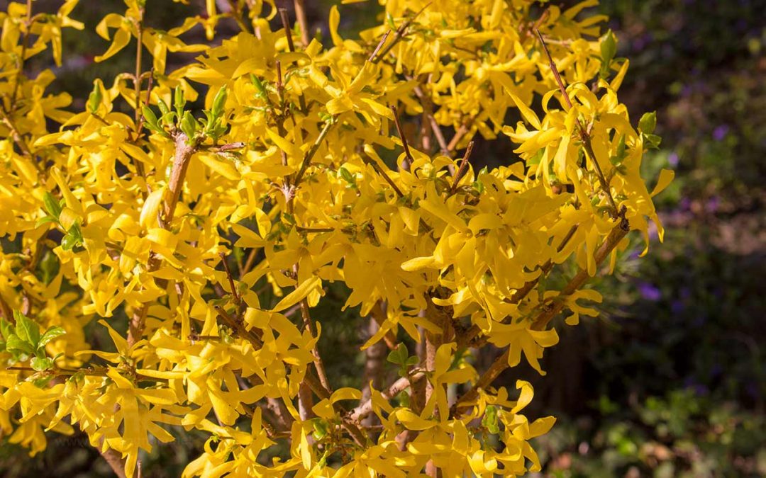 Forsythie: wertlose gelbe Blütenpracht