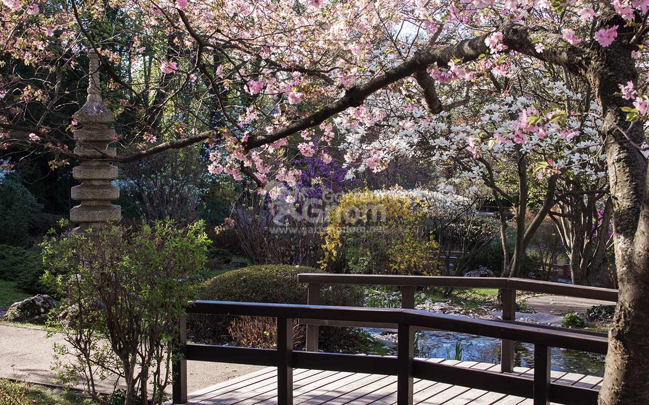 Brücke, Pagode und Kirschblüte