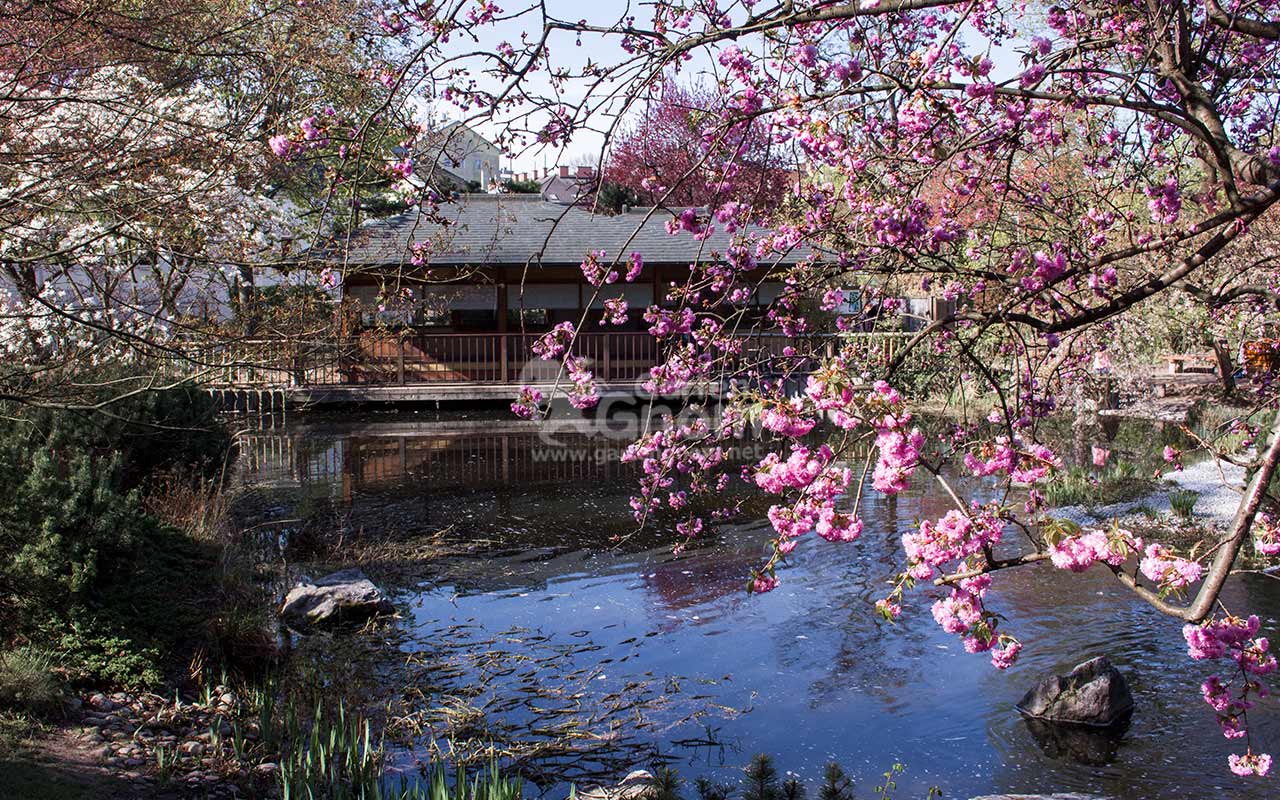 Japanisches Teehaus und Kirschblüte