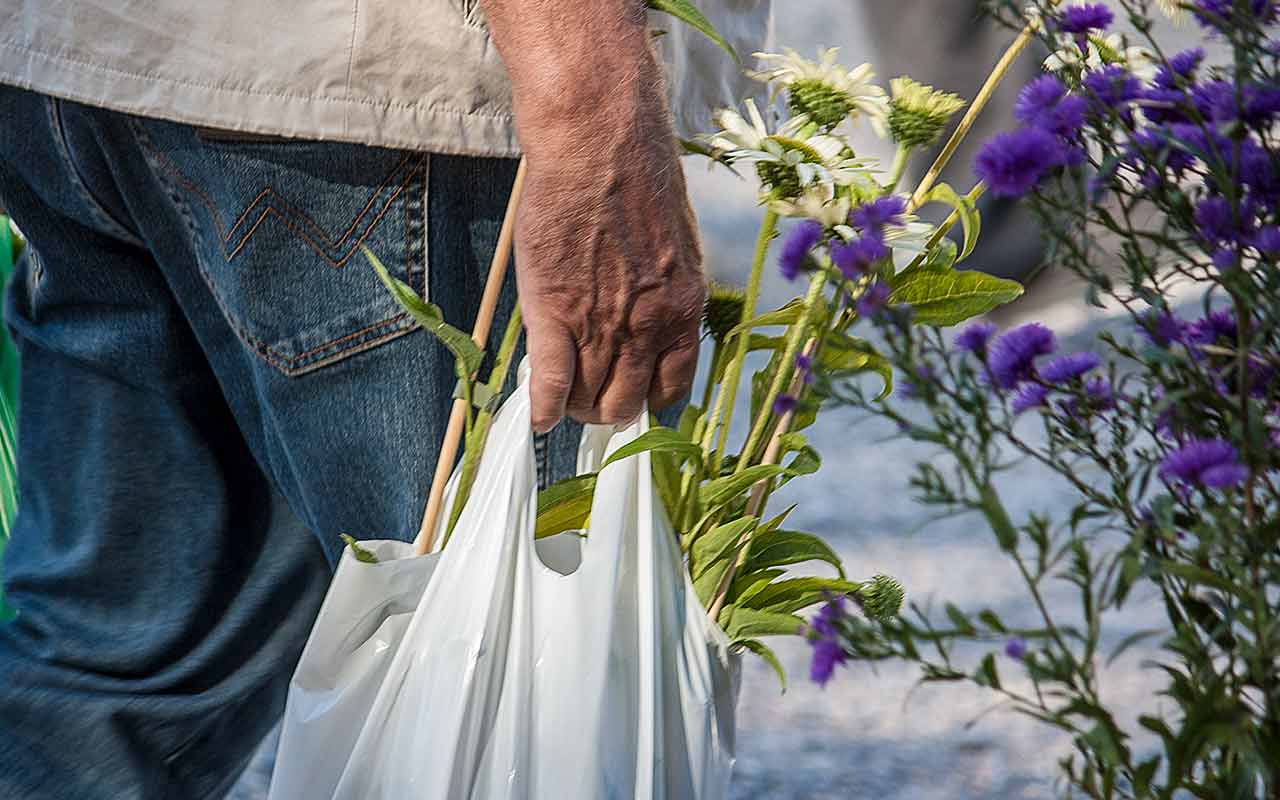 Tipps für den Pflanzenkauf: Was sollte man beachten?