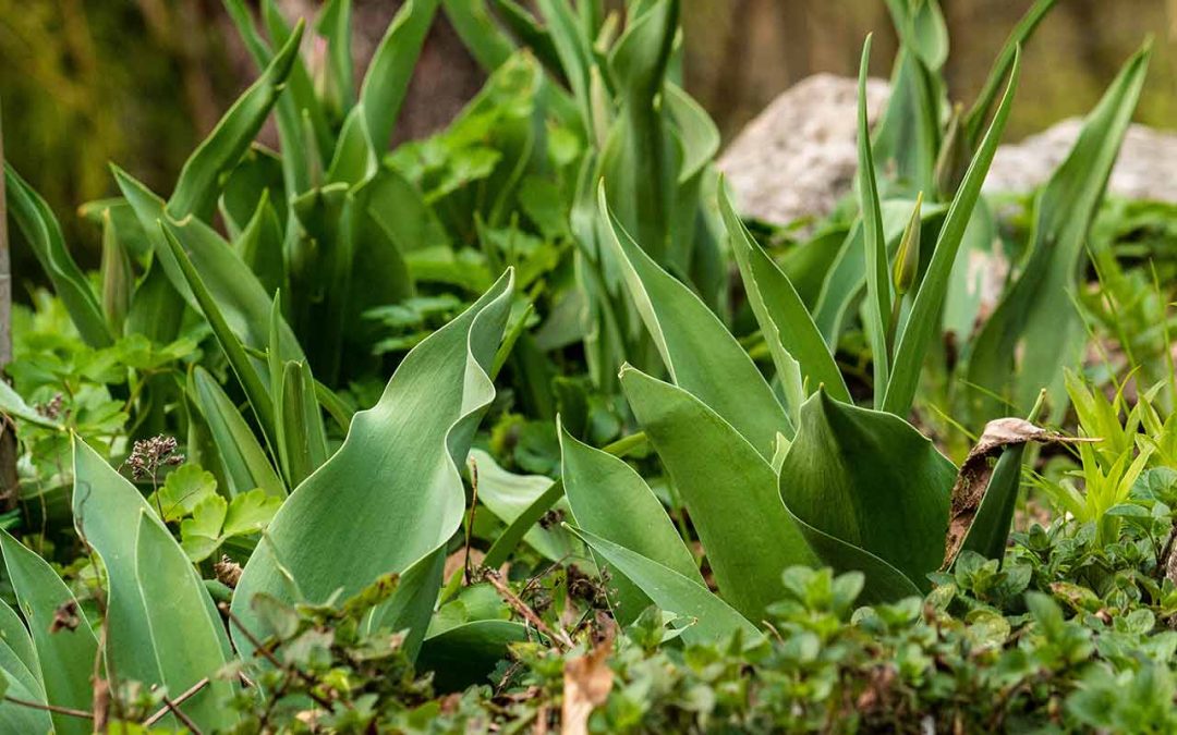 Tulpen und Narzissen: Nur Blätter aber keine Blüten. Woran liegt das?