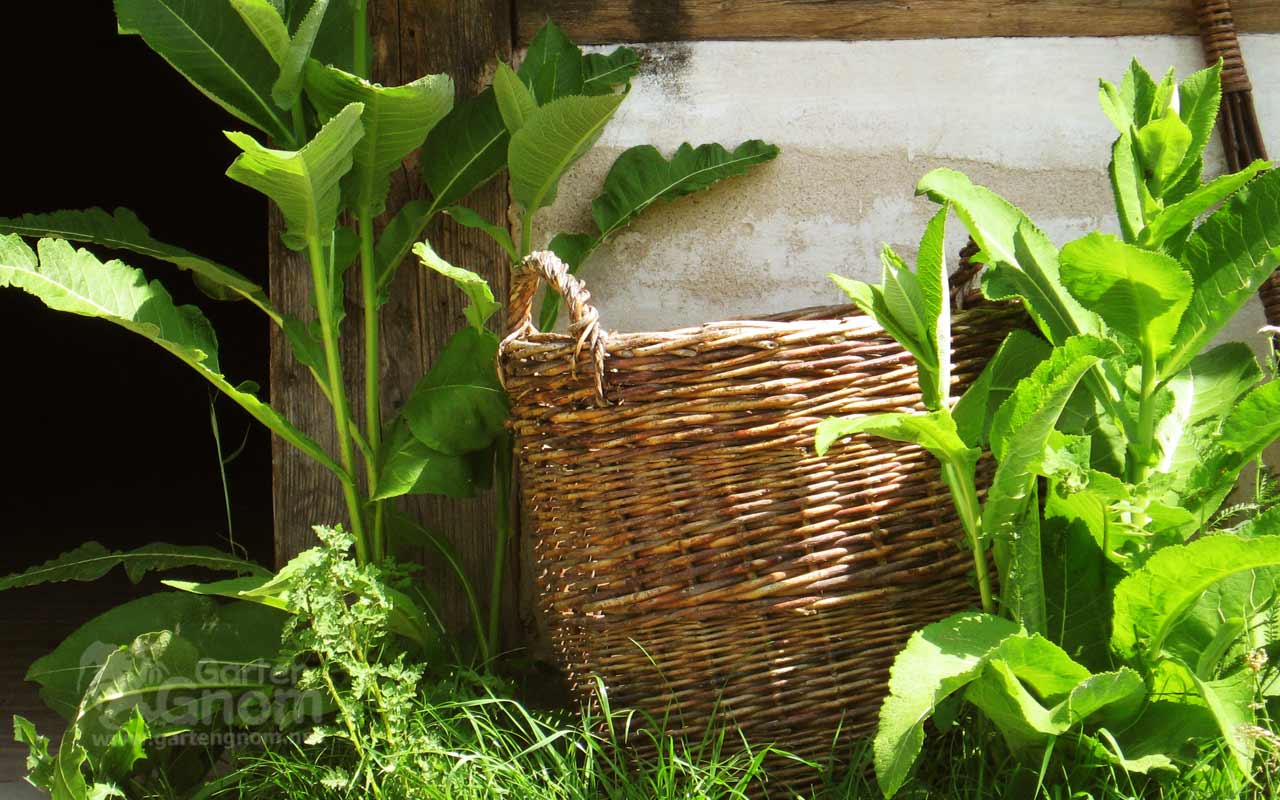 Halbschatten im Garten Halbschatten