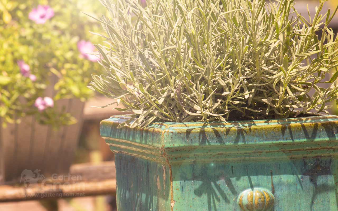 Vollsonniger Garten-Bereich Vollsonne im Garten